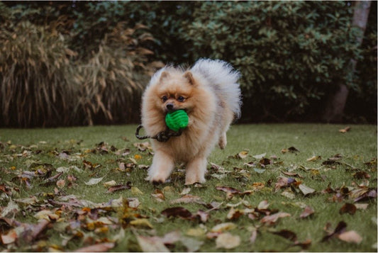 Ultieme Gids voor Effectieve Hondentraining: 10 Onmisbare Tips voor Een Gehoorzame Hond