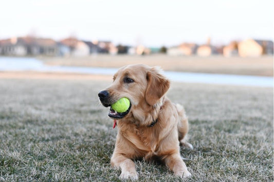 Hoe Kies Je Het Juiste Speelgoed voor Je Hond: Van Kauwspeeltjes tot Denkspellen