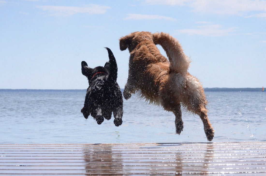 Op vakantie met je hond: de perfecte reis met Pettino