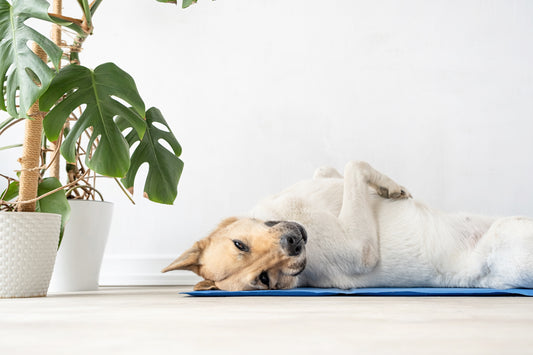 Waarom een Koelmat Goed is voor je Hond