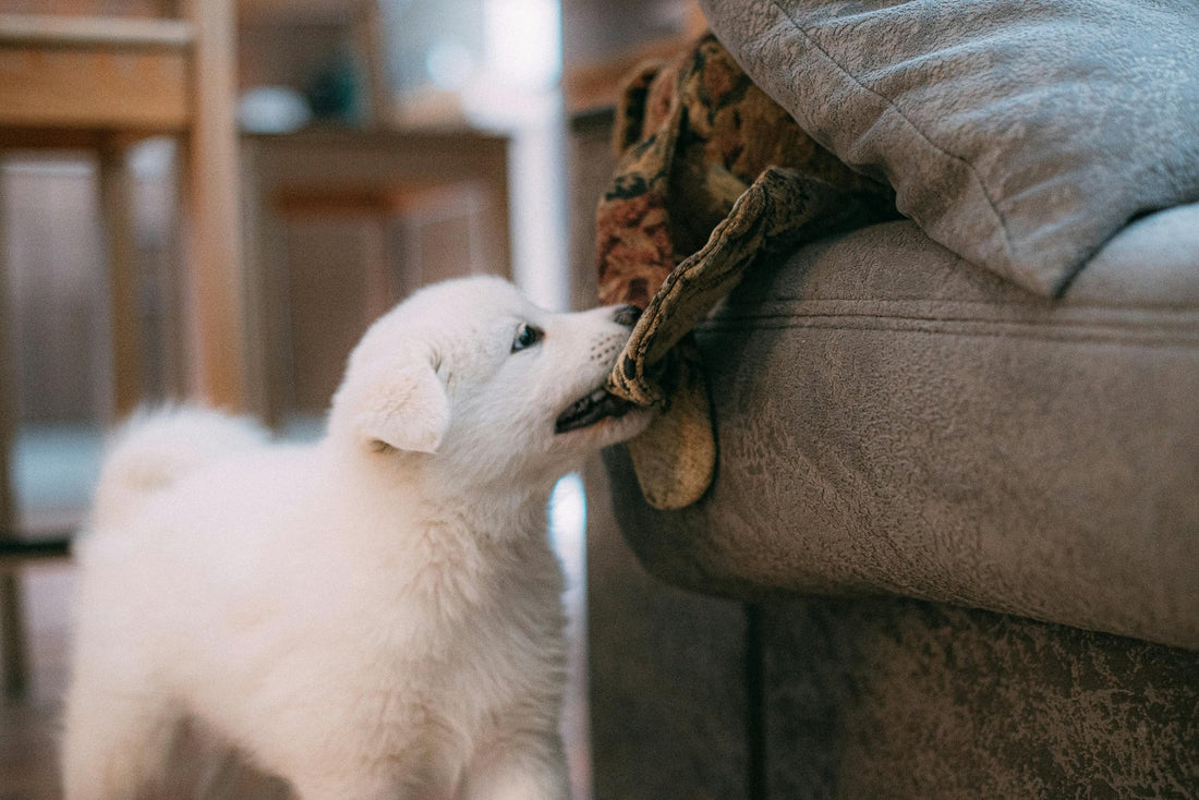 De Beste Kraamcadeau Ideeën voor Puppy’s bij Pettino