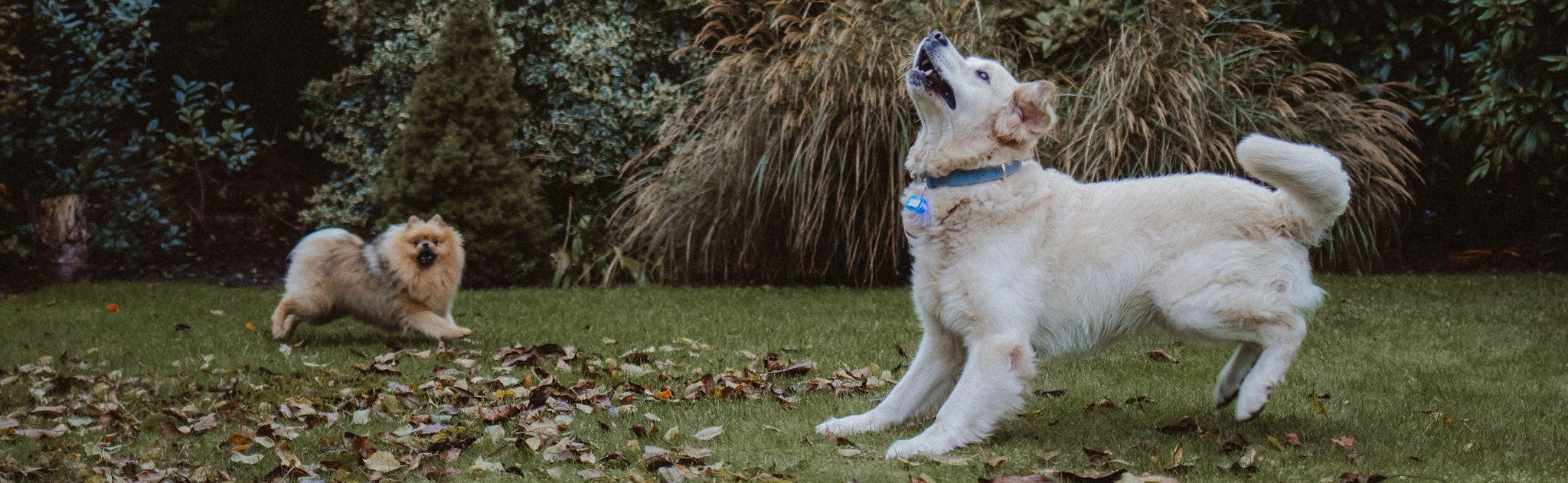 Banner Pettino honden- en kattenproducten