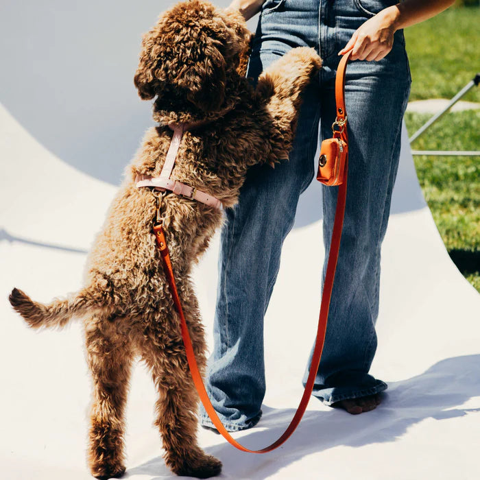 Harness Grote Honden