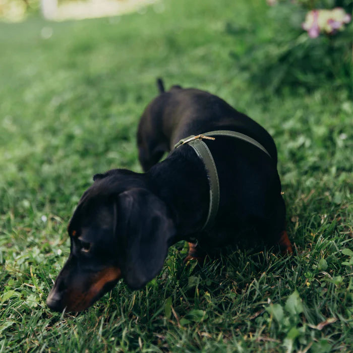 Harness Kleine Honden