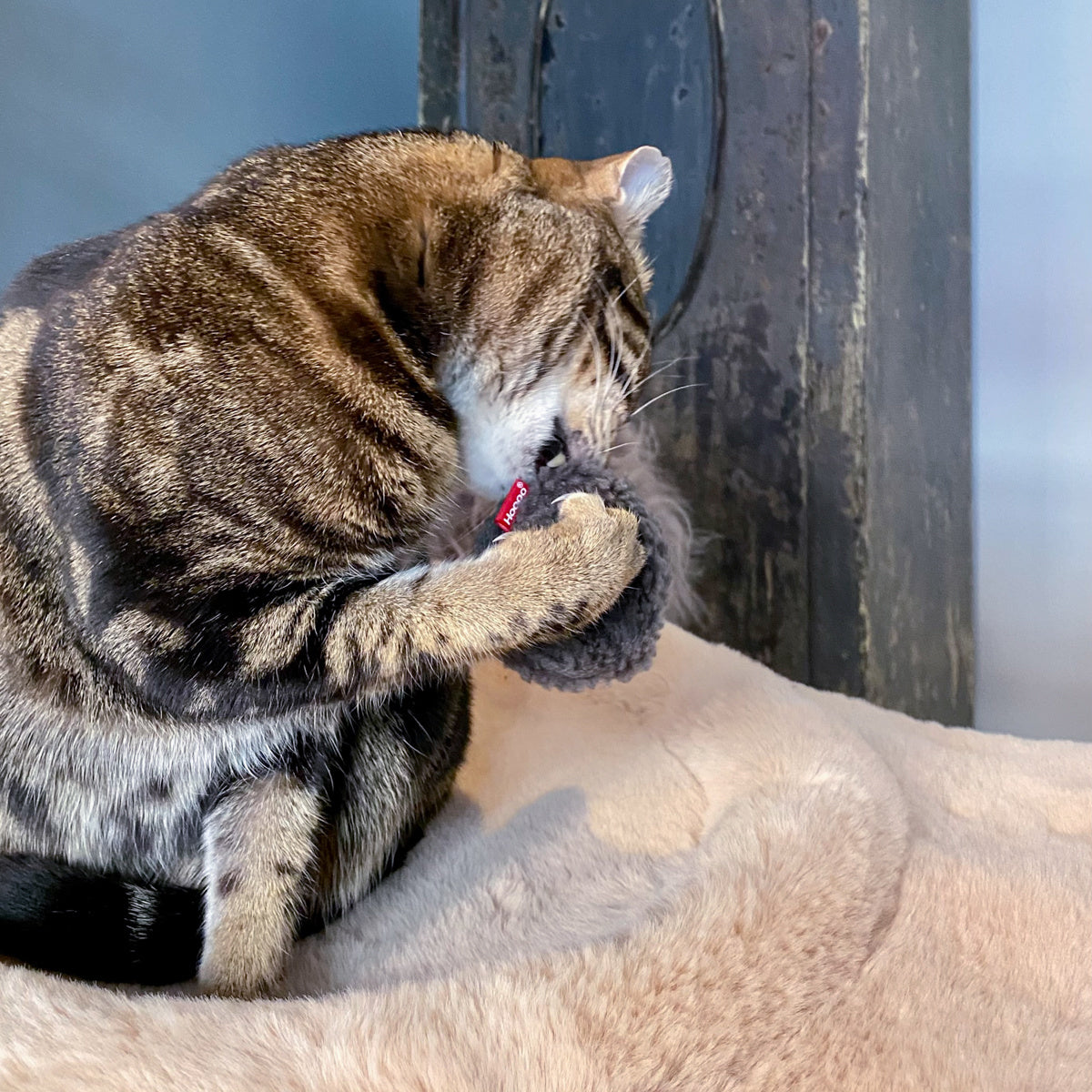 kattenspeeltje mini donut hoopo