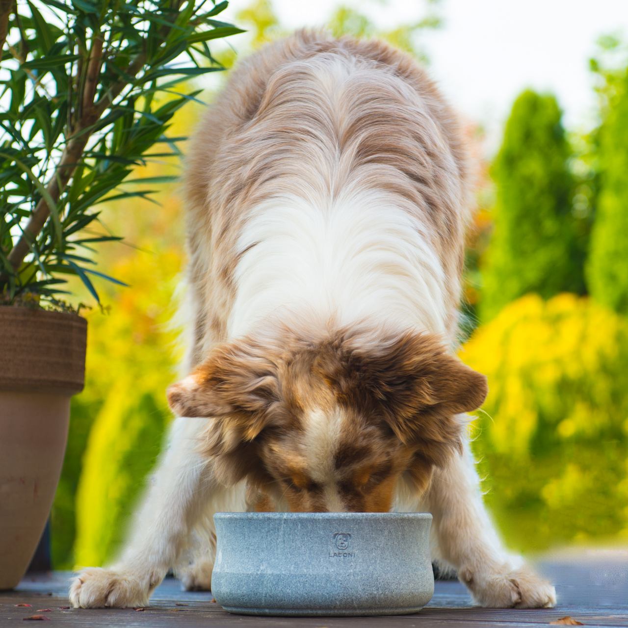 ROCKY Voer- en Drinkbak Honden en Katten