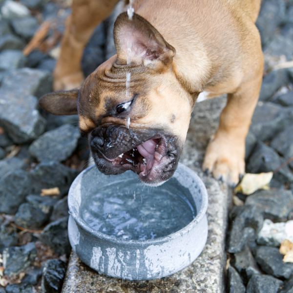 ROCKY Voer- en Drinkbak Honden en Katten