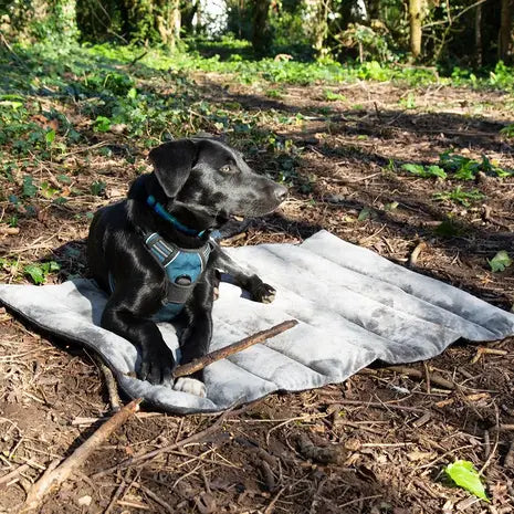 reisdeken hond scruffs