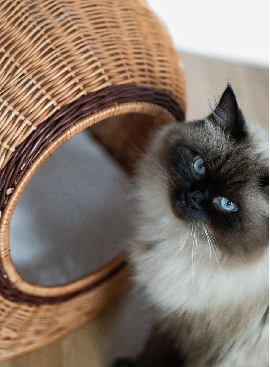 Luxe Handgemaakte Ronde Rotan Kattenmand